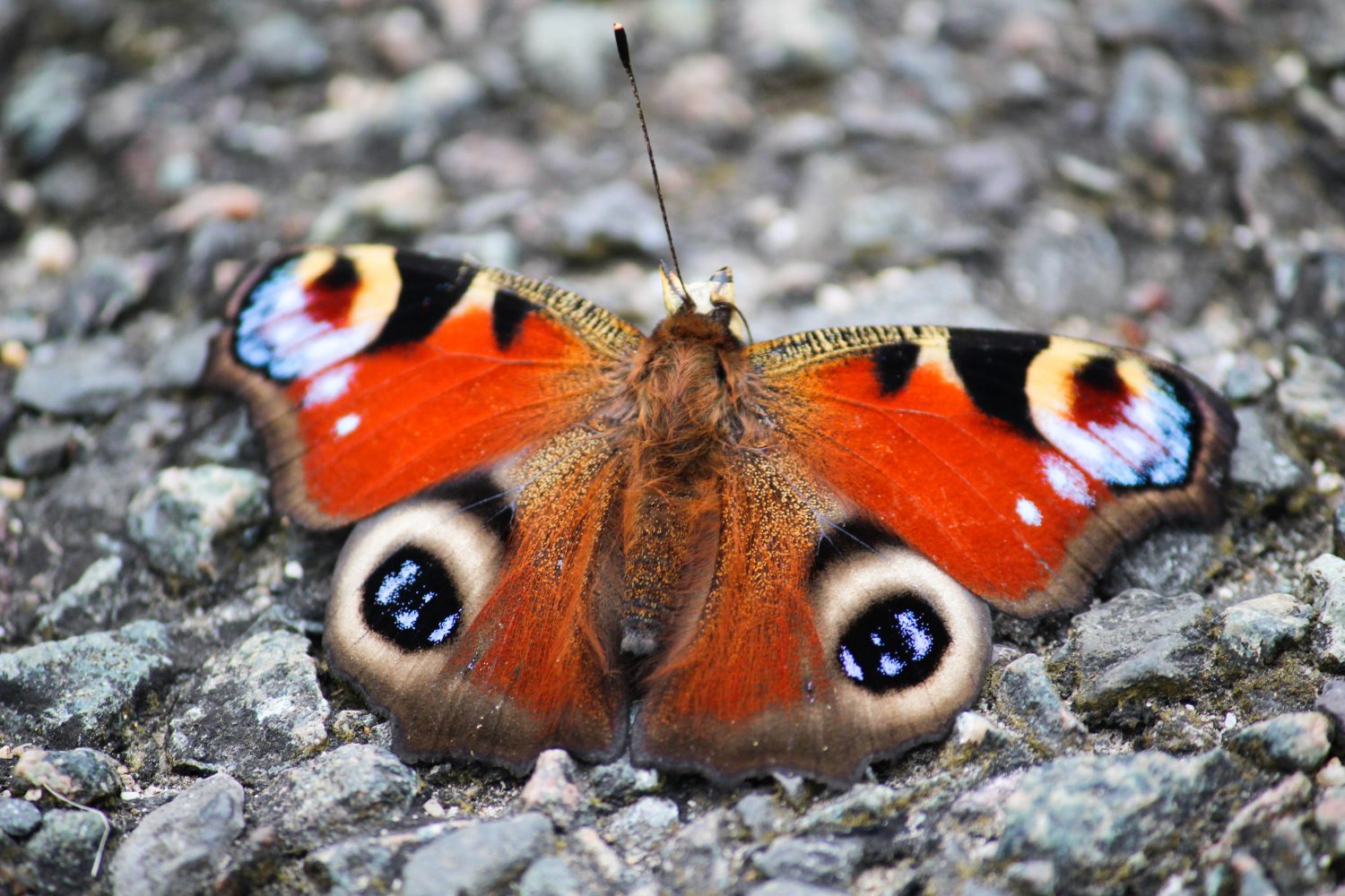 Peacock Butterfly on country lane